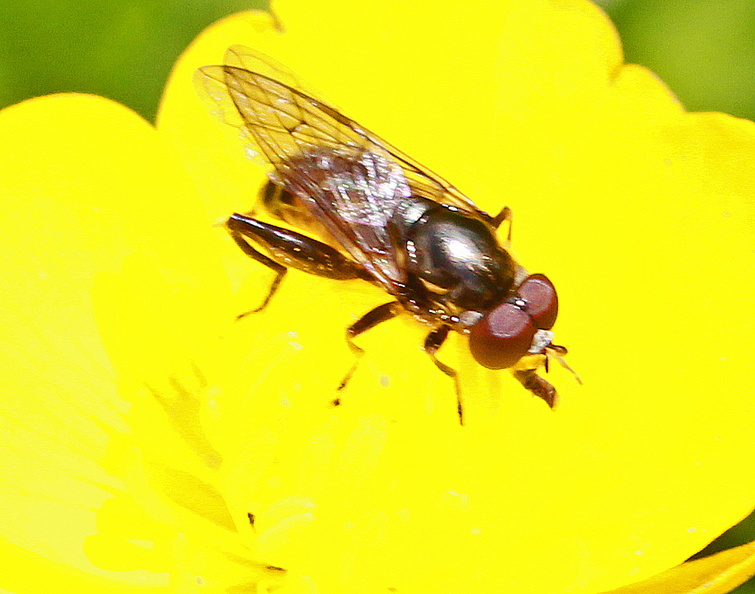 Surrey June 2015 IMG_7690 Chalc nem m nr Wis.jpg